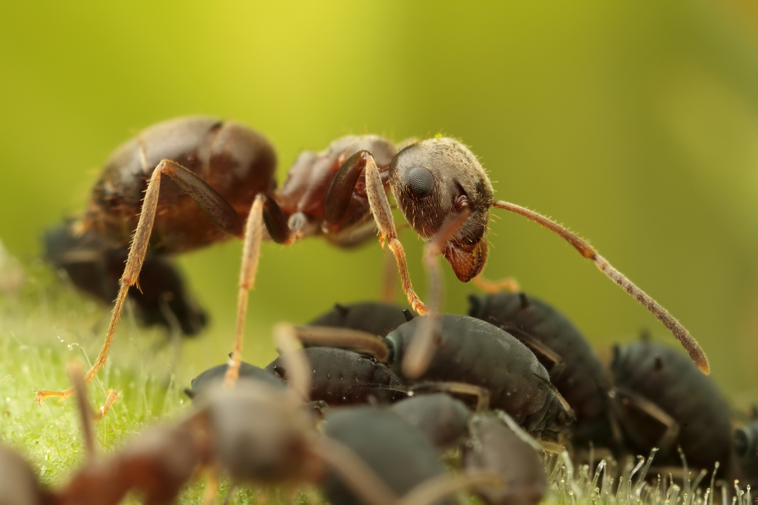 Black Ant with Aphids 4